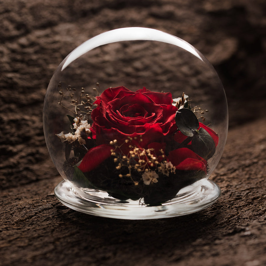 Adore - Forever Rose in a Glass Dome by Endura Roses