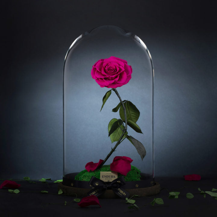 Enchantment