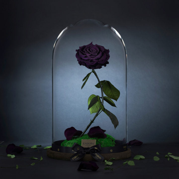 Enchantment