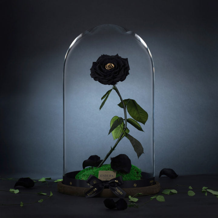 Enchantment