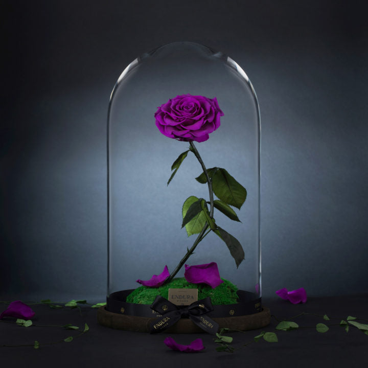 Enchantment