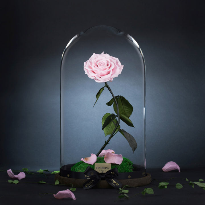 Enchantment