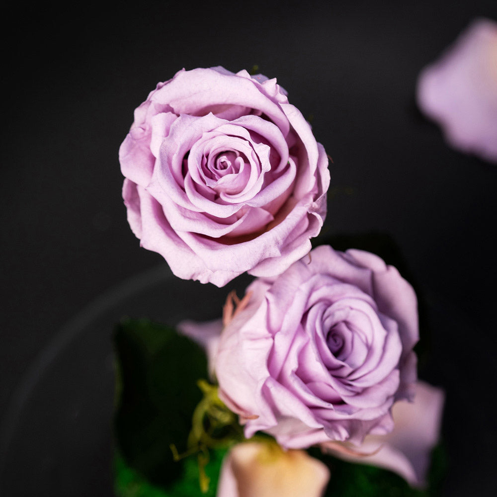SweetPea