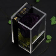 Diamond Purpura Purple