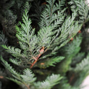 Noel Stardust Conifer