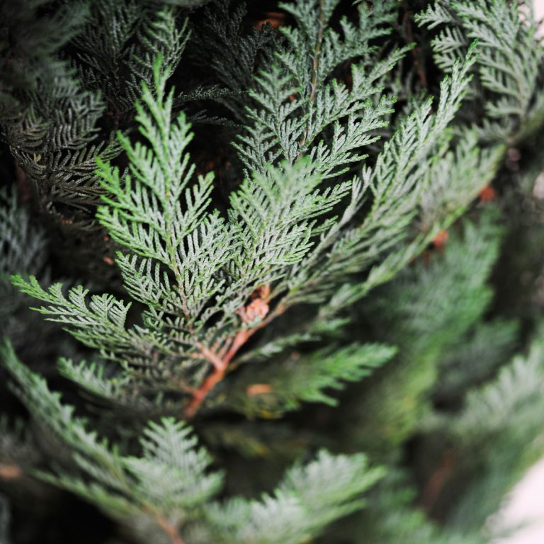 Noel Stardust Conifer
