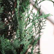Noel Stardust Conifer
