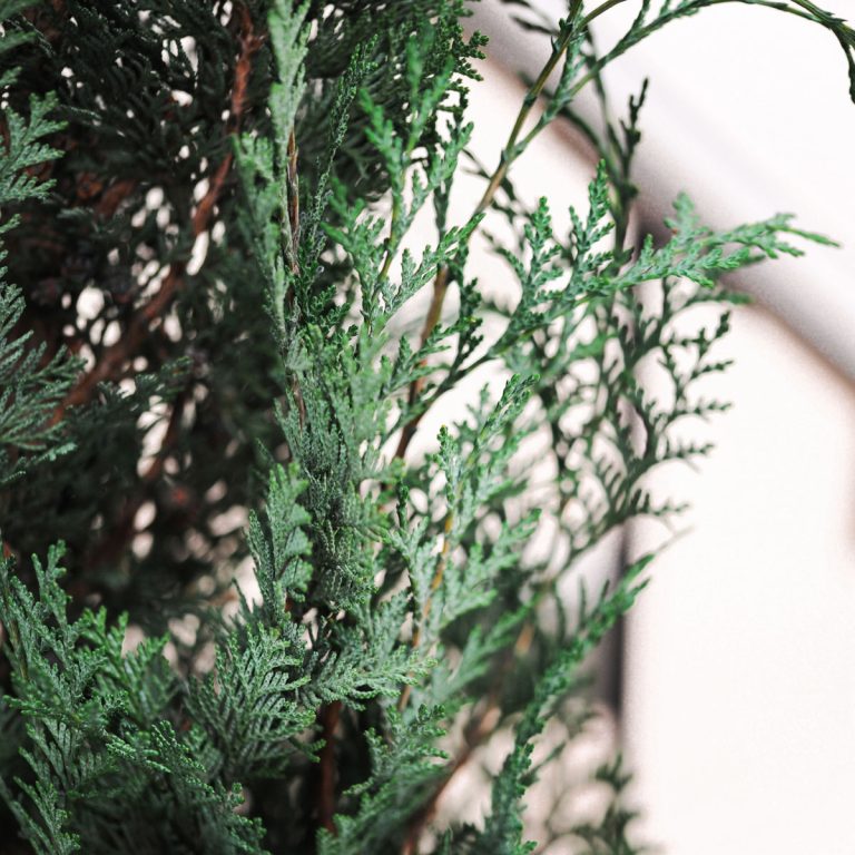 Noel Stardust Conifer
