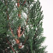 Noel Stardust Conifer