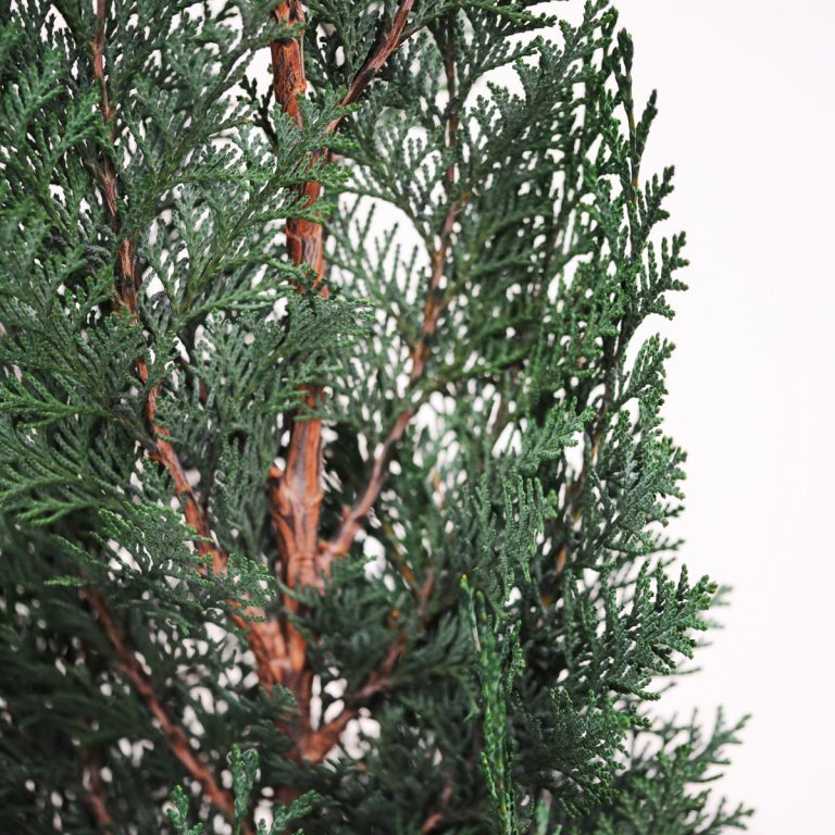 Noel Stardust Conifer