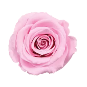 diamond rose pink