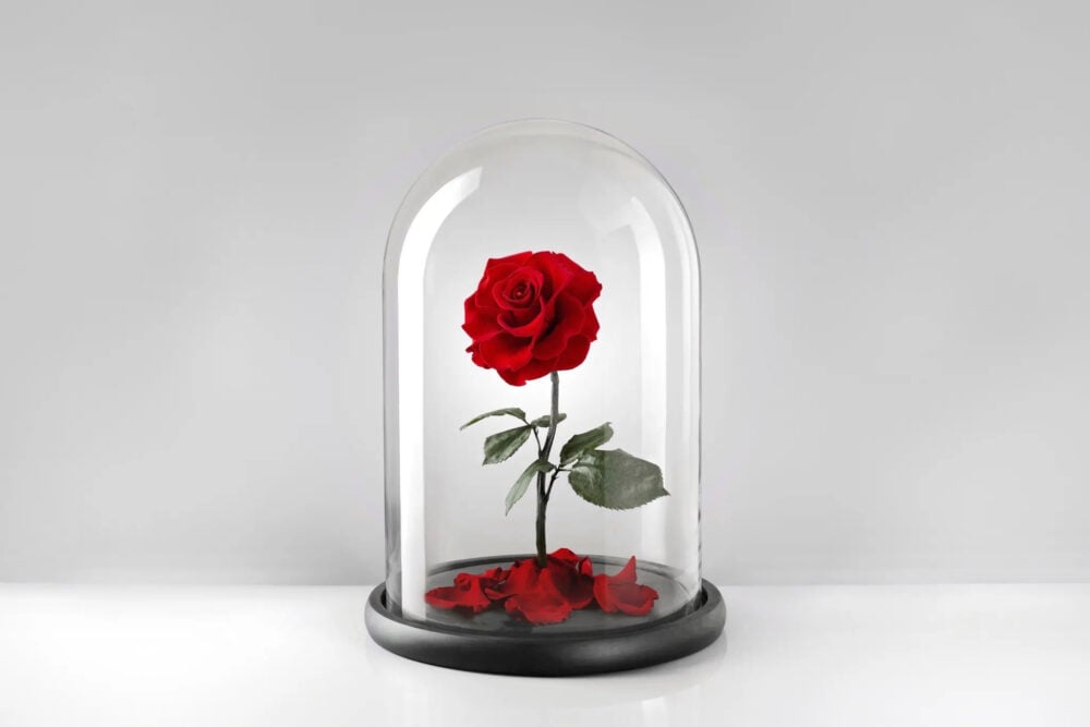 Beauty and the Beast Rose in Glass
