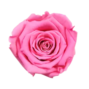 persian rose