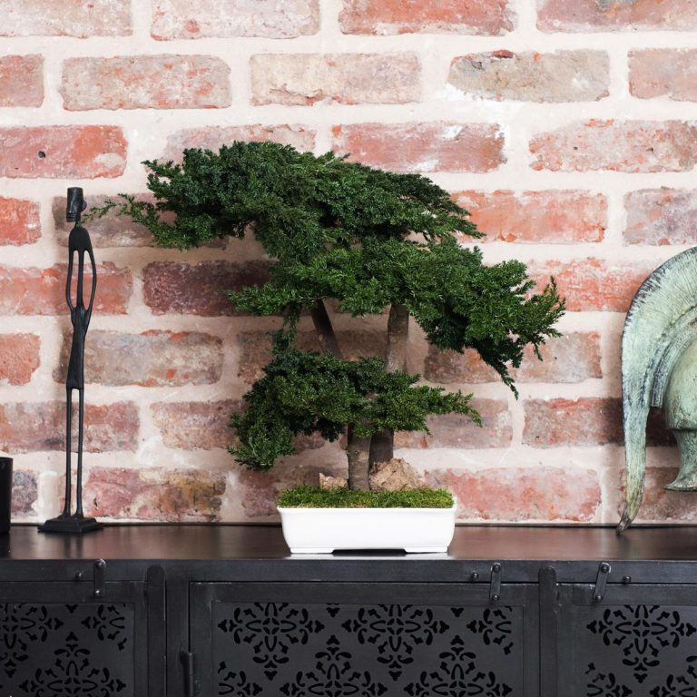 Harmony Juniperus Bonsai