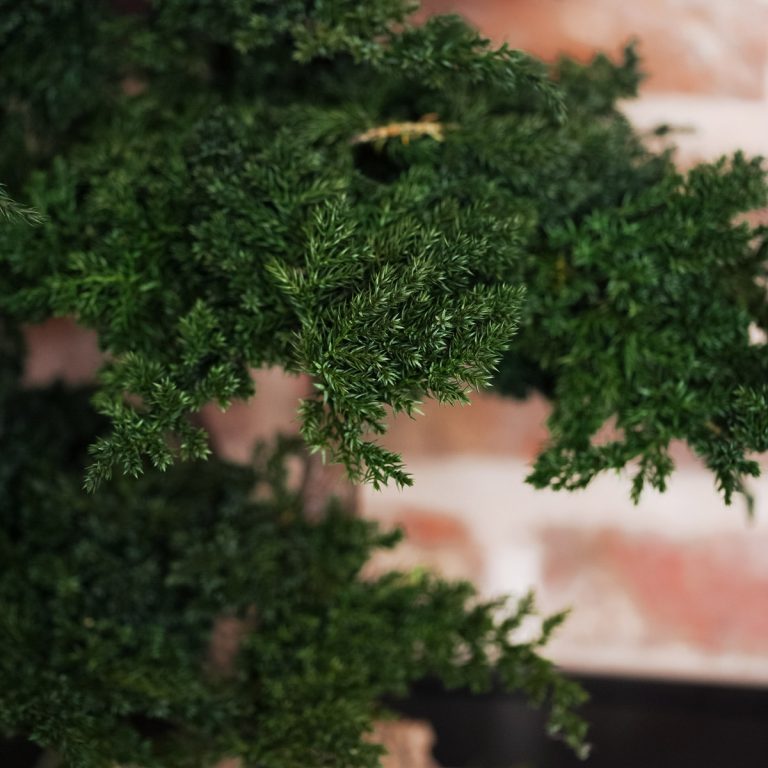 Harmony Juniperus Bonsai