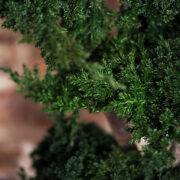 Harmony Juniperus Bonsai