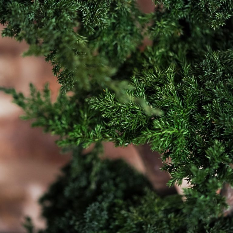 Harmony Juniperus Bonsai