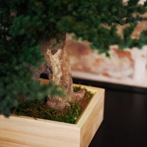Serene Juniperus Root Bonsai