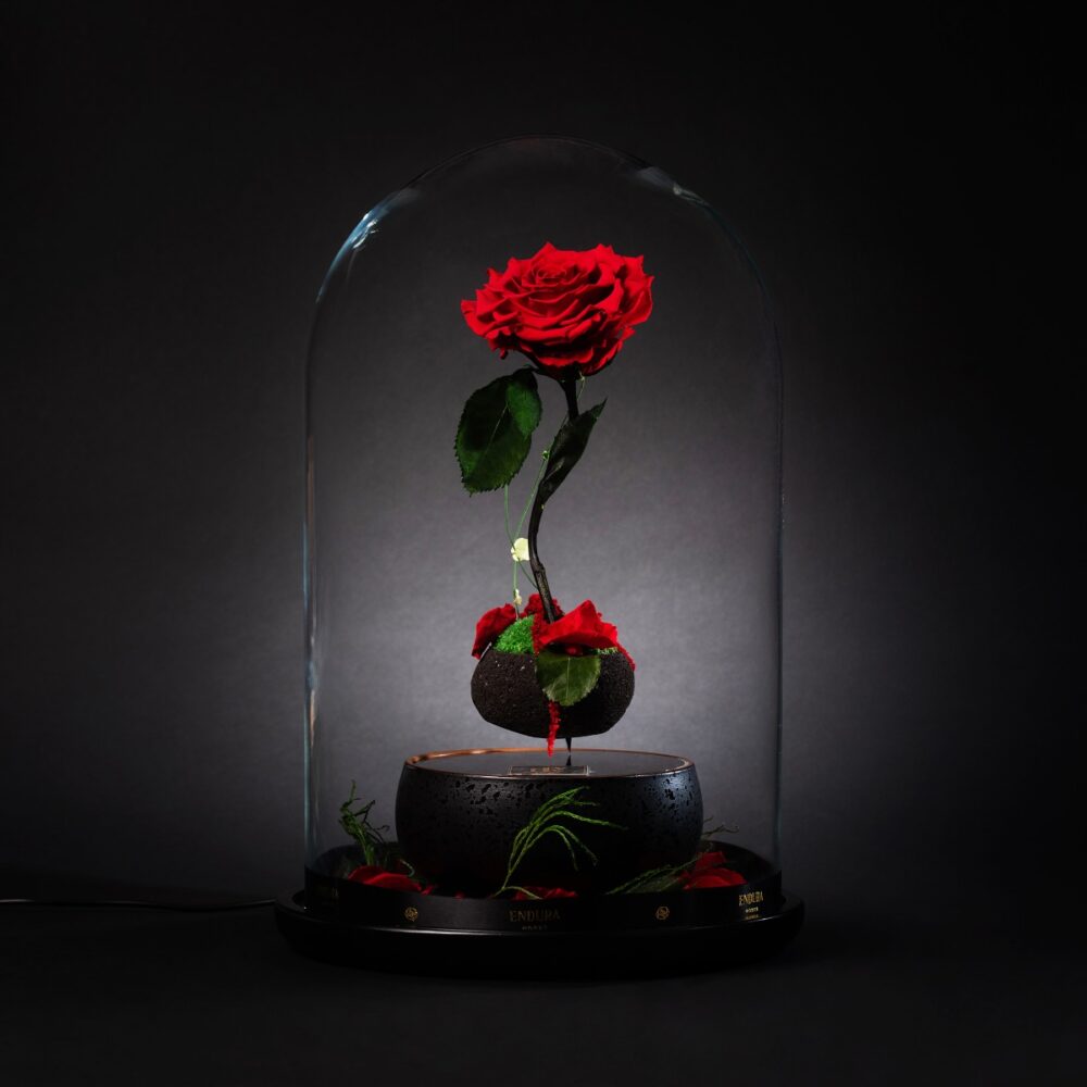 The Miracle Display – Endura Roses