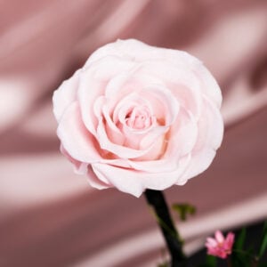 Diamond Rose Pink