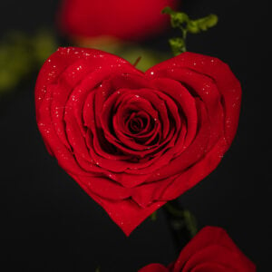 Diamond Rose Red
