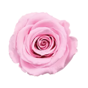diamond rose pink