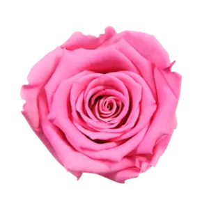 persian rose