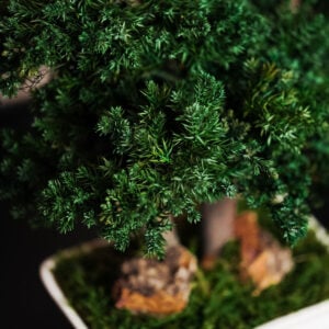 Serenity Juniperus Bonsai