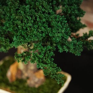 Tranquil Juniperus Bonsai