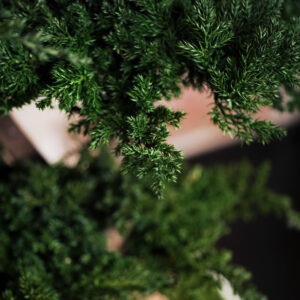 Harmony Juniperus Bonsai