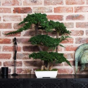 Peace Juniperus Bonsai