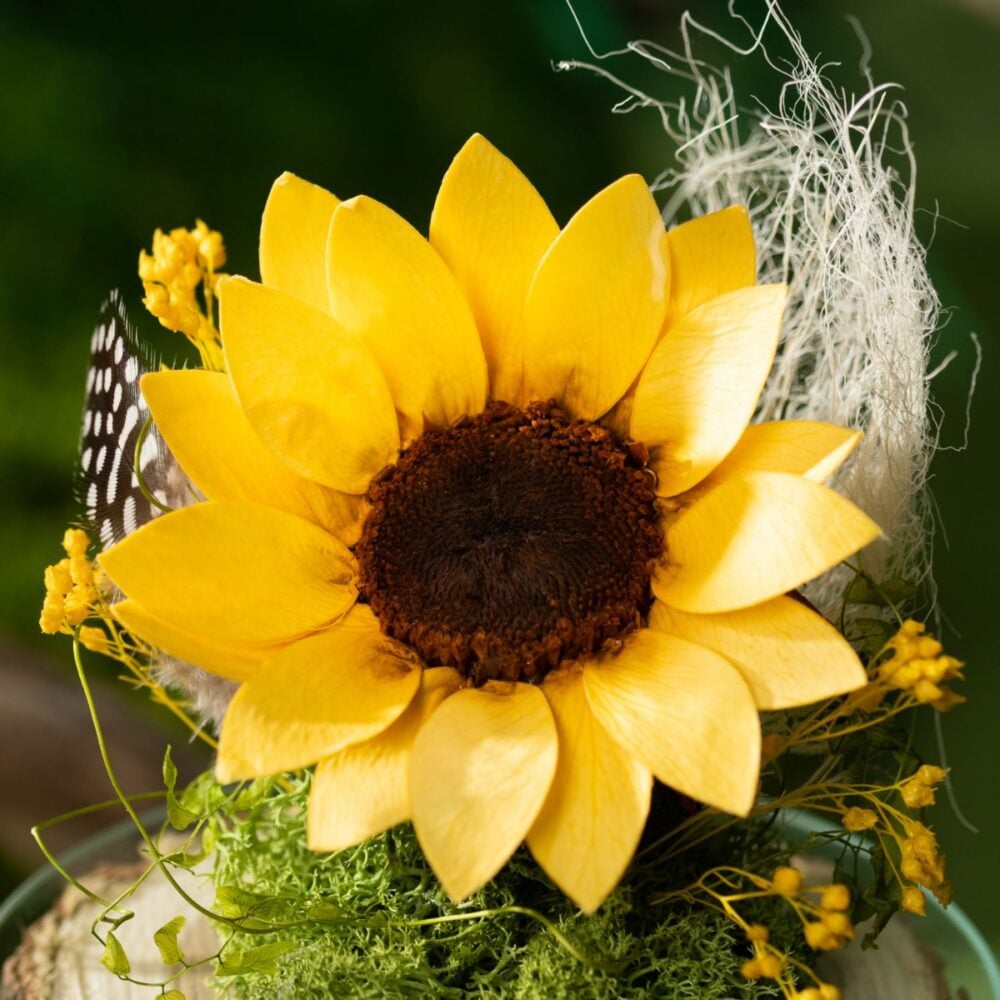 Sunflower Exuberance