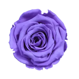 tanzanite violet